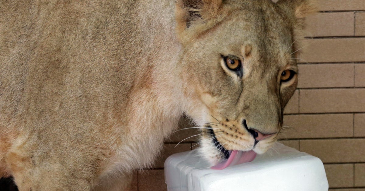 León escapado ataca a mujer y 2 niños en la calle ocupado en Pakistán, espectáculos de video